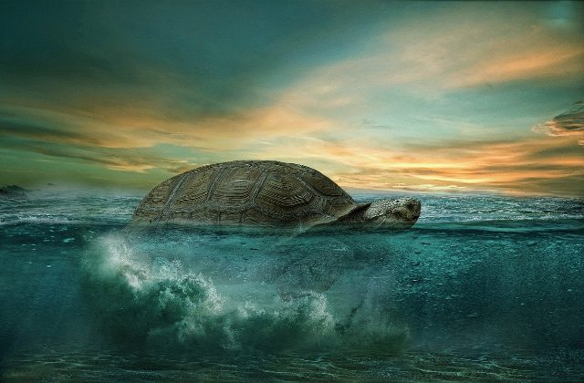 Sessiz ve Gözlemci: Kaplumbağa Arketipi ve Sabır İlkesi