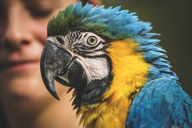 Özgünlük ve Yaratıcılık: Papağan Arketipi ve İfade Özgürlüğünün Değerleri