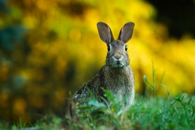 Öğretici ve Bilge: Tavşan Arketipi ve Hızlı Öğrenmenin Rolü